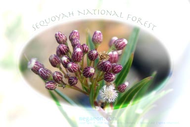 flowers of Sequoyah