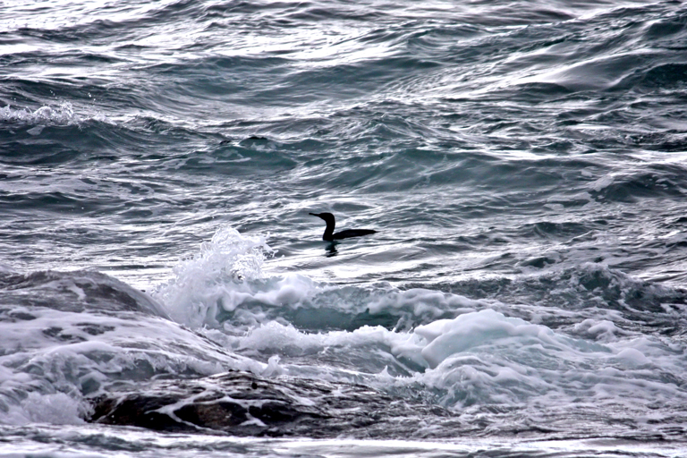 cormorant photo