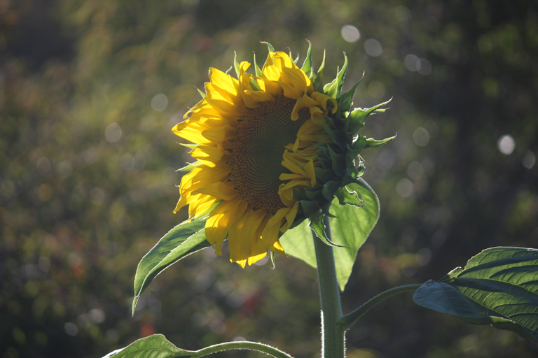 sunflower photo