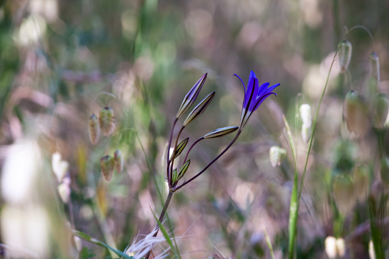 triteleia photo